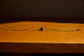 Singular Thought 1
